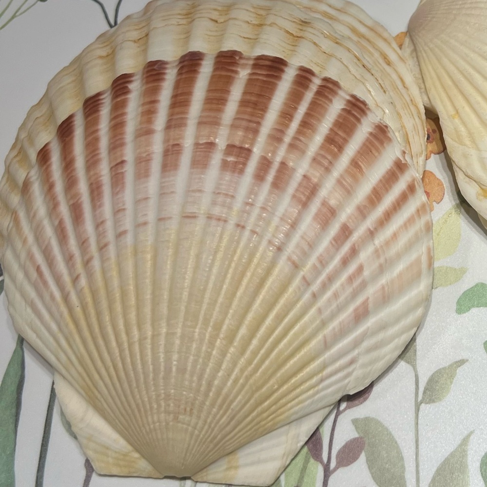 Appetizer vintage shells set of 6